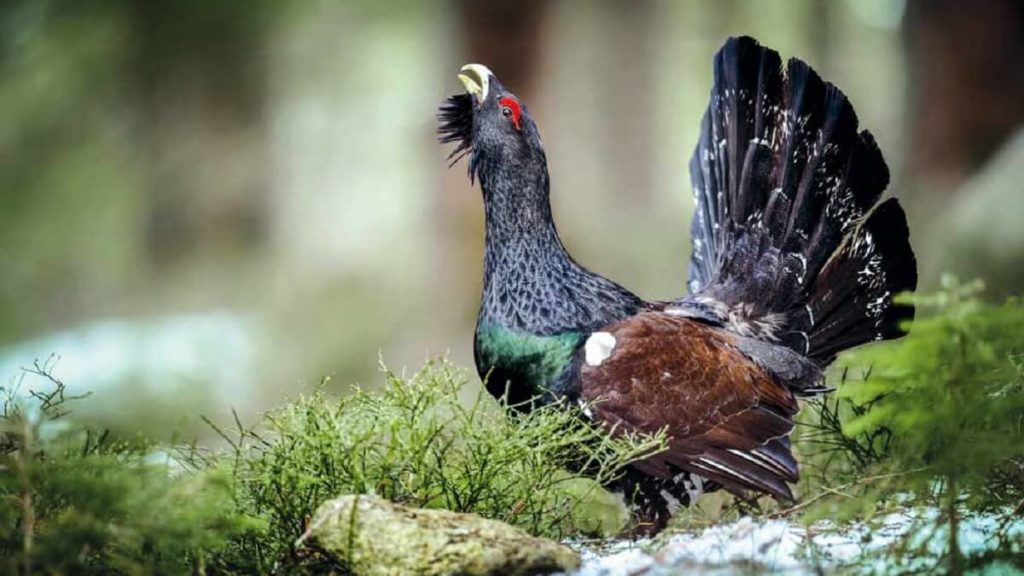 https://revistajaraysedal.es/wp-content/uploads/2021/08/pesca-galicia-puerto.jpg