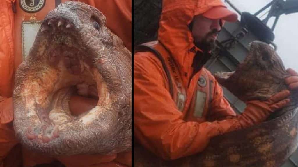 https://revistajaraysedal.es/wp-content/uploads/2021/08/pesca-galicia-puerto.jpg
