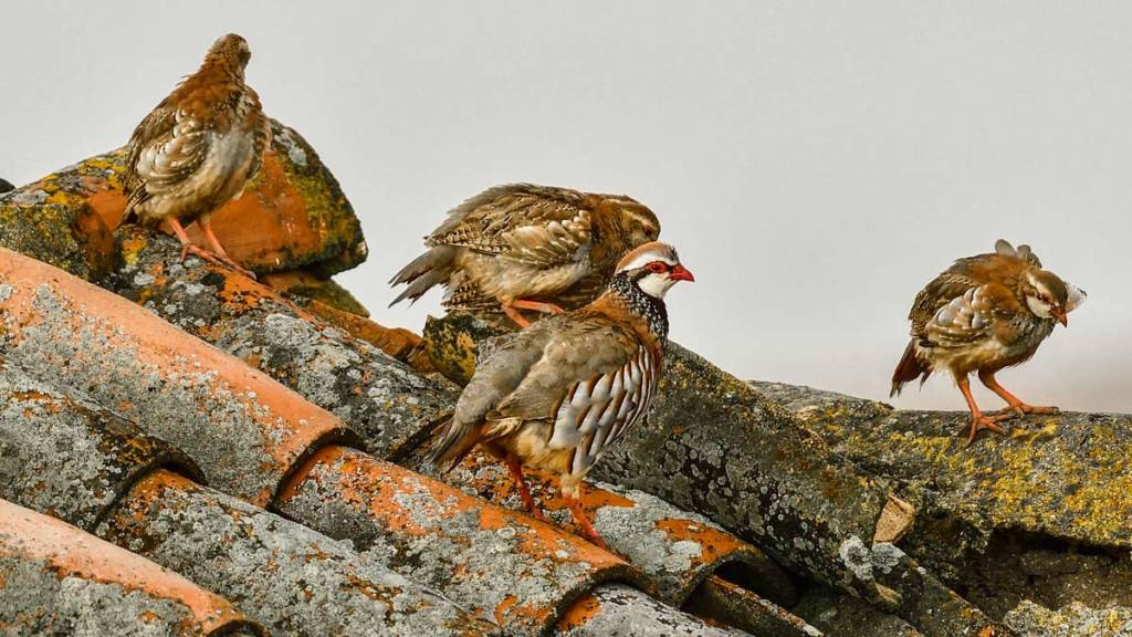 https://revistajaraysedal.es/wp-content/uploads/2021/08/pesca-galicia-puerto.jpg