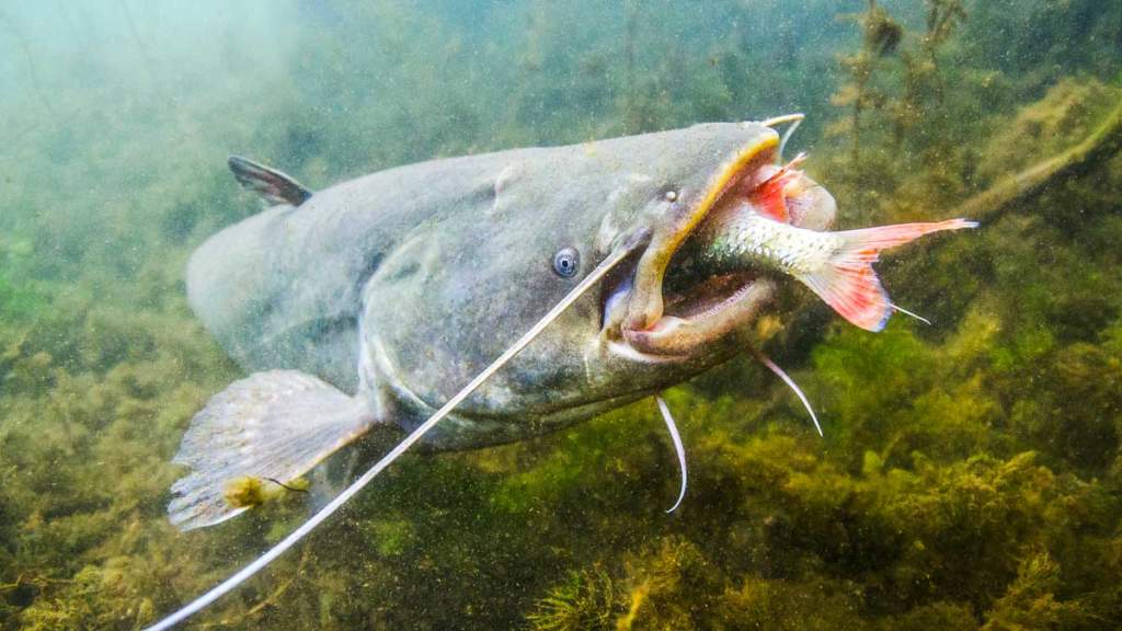 https://revistajaraysedal.es/wp-content/uploads/2021/08/pesca-galicia-puerto.jpg