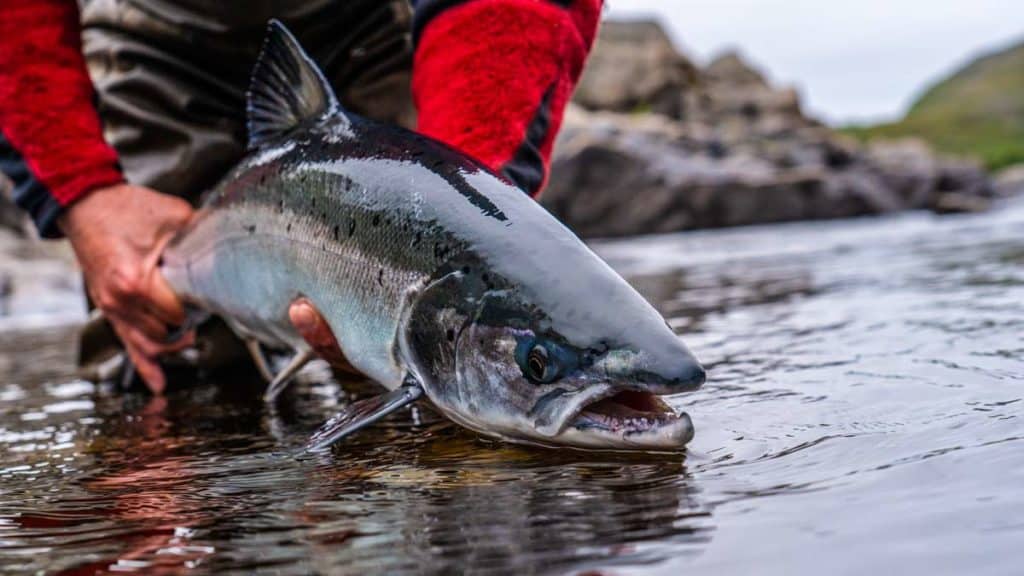 https://revistajaraysedal.es/wp-content/uploads/2021/08/pesca-galicia-puerto.jpg