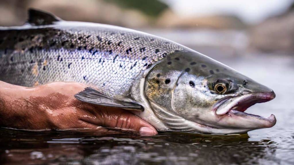 https://revistajaraysedal.es/wp-content/uploads/2021/08/pesca-galicia-puerto.jpg