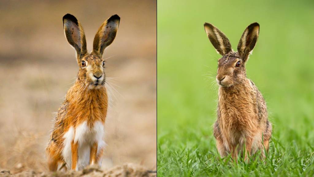 https://revistajaraysedal.es/wp-content/uploads/2021/08/pesca-galicia-puerto.jpg