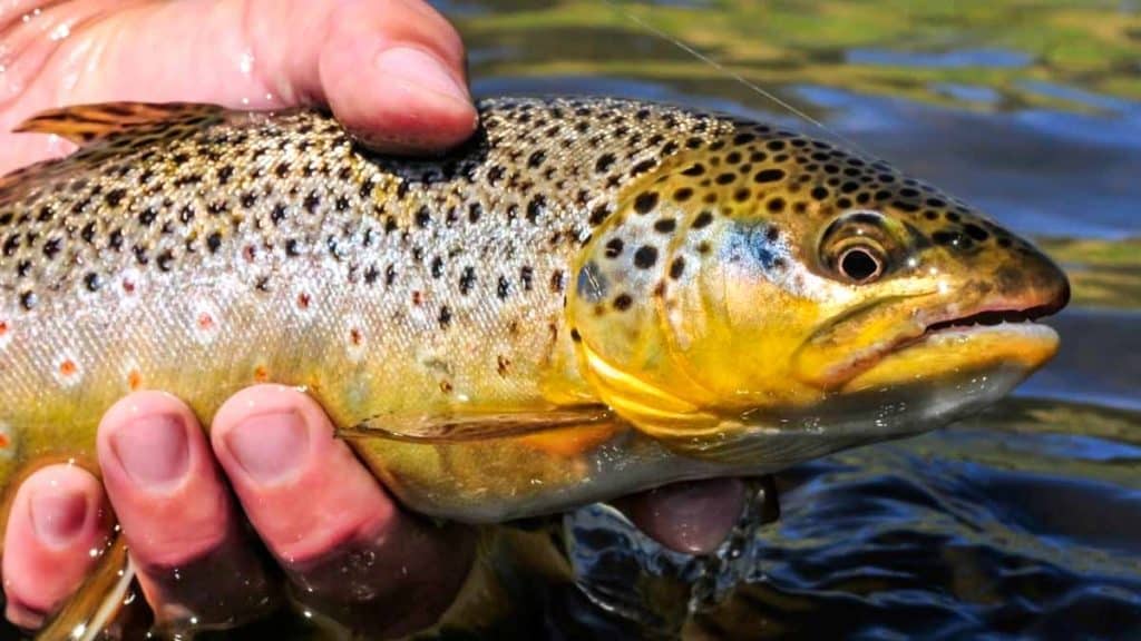 https://revistajaraysedal.es/wp-content/uploads/2021/08/pesca-galicia-puerto.jpg