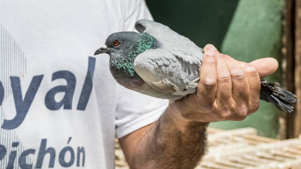 https://revistajaraysedal.es/wp-content/uploads/2021/08/pesca-galicia-puerto.jpg