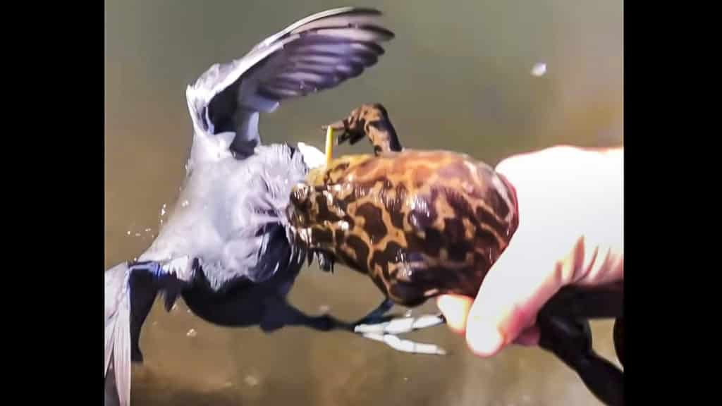 https://revistajaraysedal.es/wp-content/uploads/2021/08/pesca-galicia-puerto.jpg