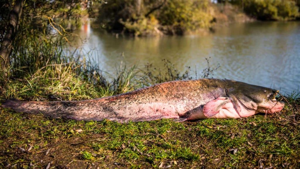 https://revistajaraysedal.es/wp-content/uploads/2021/08/pesca-galicia-puerto.jpg