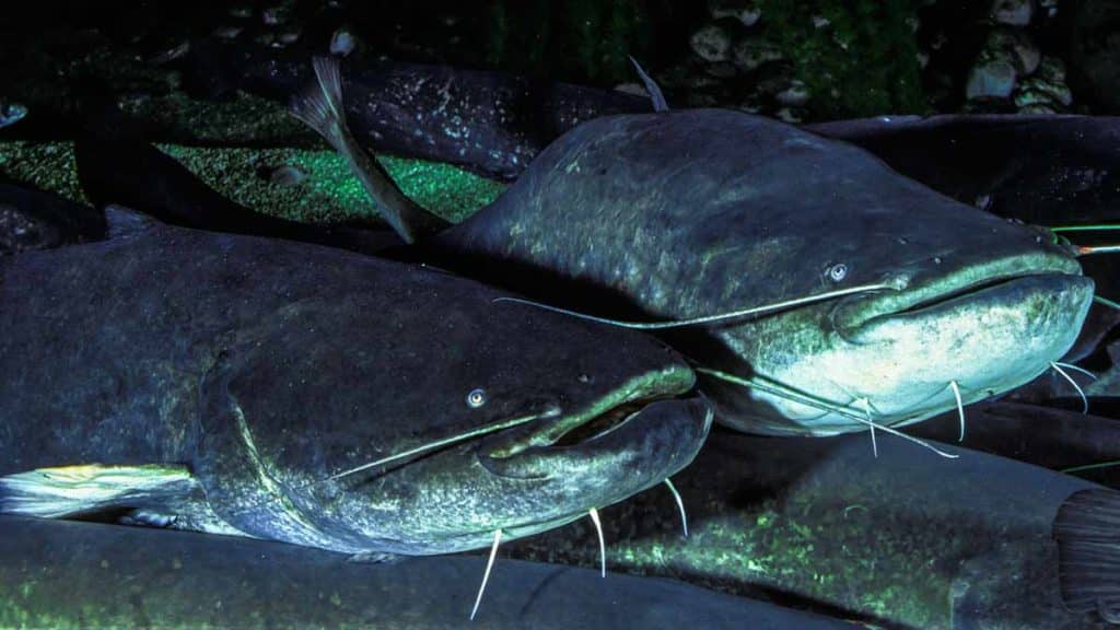 https://revistajaraysedal.es/wp-content/uploads/2021/08/pesca-galicia-puerto.jpg