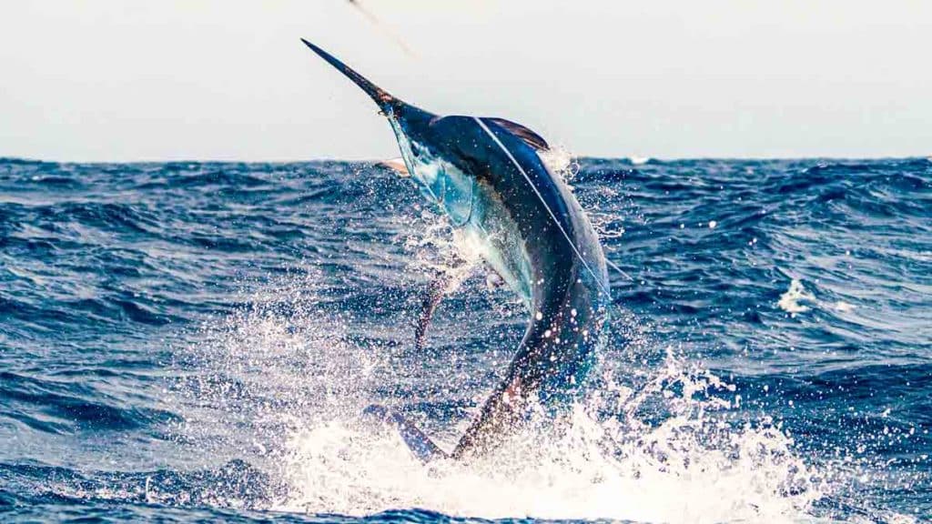 https://revistajaraysedal.es/wp-content/uploads/2021/08/pesca-galicia-puerto.jpg