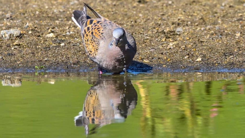 https://revistajaraysedal.es/wp-content/uploads/2021/08/pesca-galicia-puerto.jpg