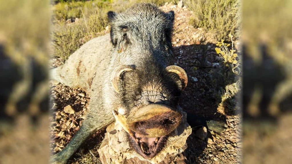 https://revistajaraysedal.es/wp-content/uploads/2021/08/pesca-galicia-puerto.jpg