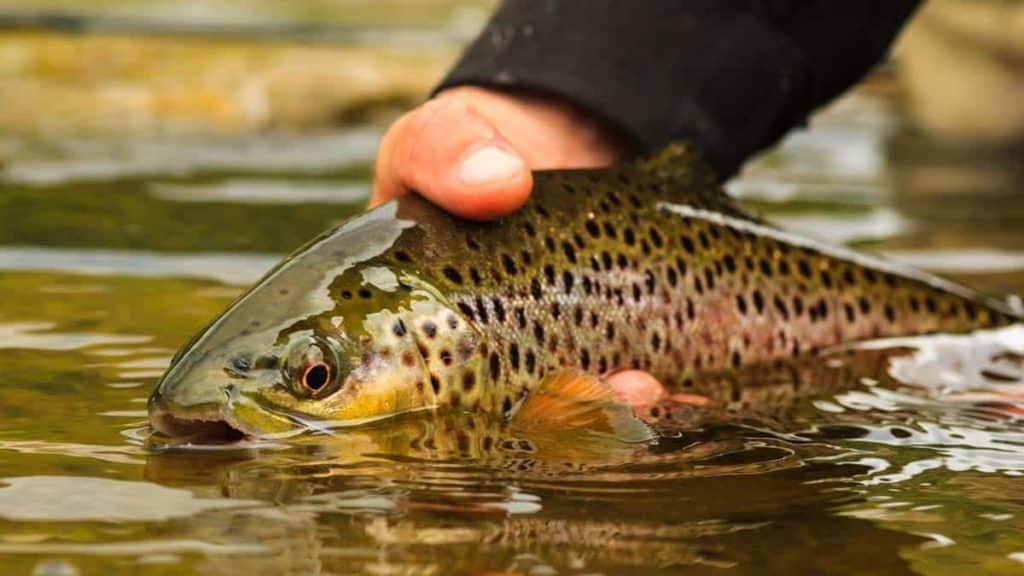 https://revistajaraysedal.es/wp-content/uploads/2021/08/pesca-galicia-puerto.jpg