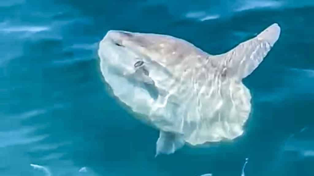 https://revistajaraysedal.es/wp-content/uploads/2021/08/pesca-galicia-puerto.jpg