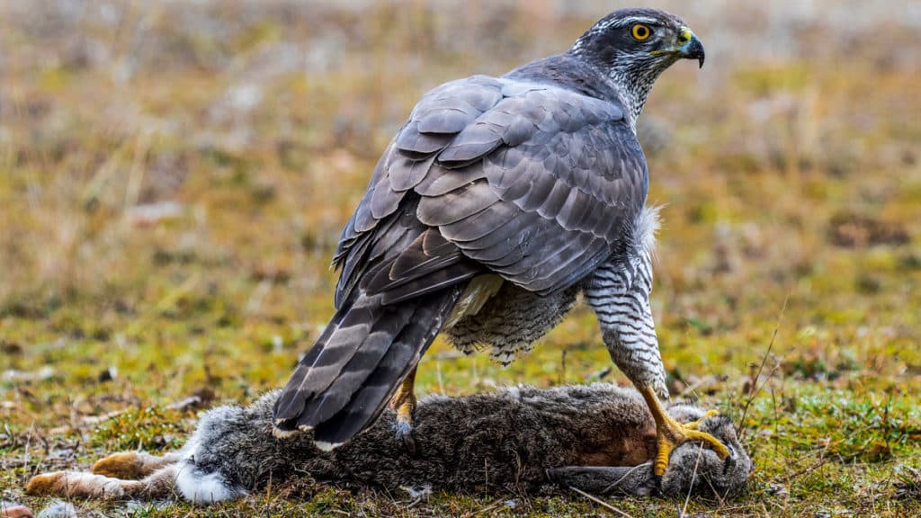 https://revistajaraysedal.es/wp-content/uploads/2021/08/pesca-galicia-puerto.jpg