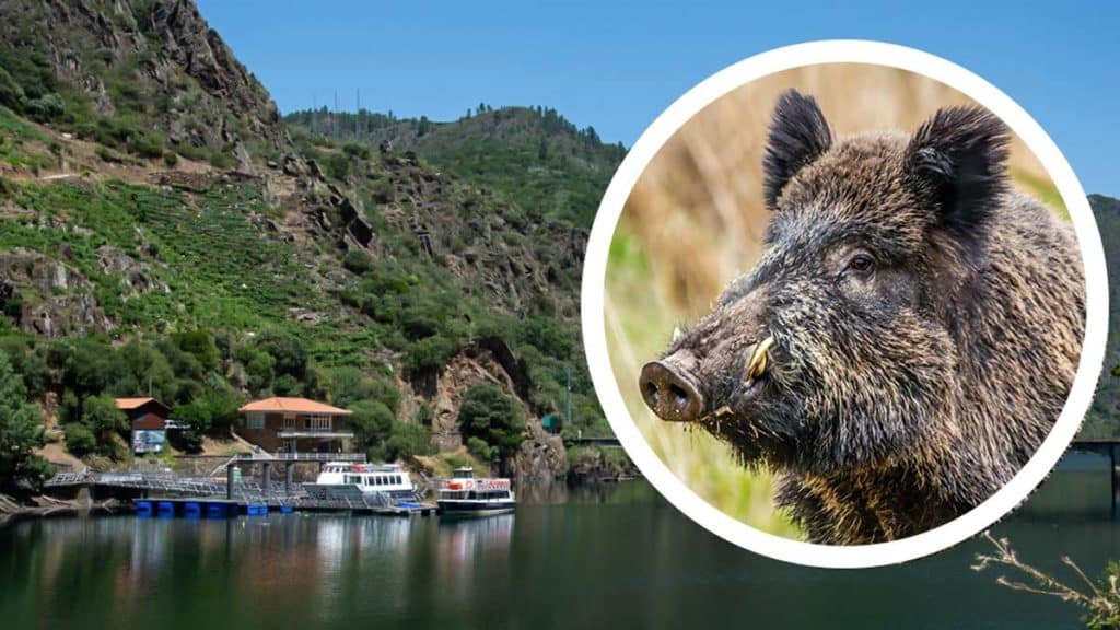 https://revistajaraysedal.es/wp-content/uploads/2021/08/pesca-galicia-puerto.jpg