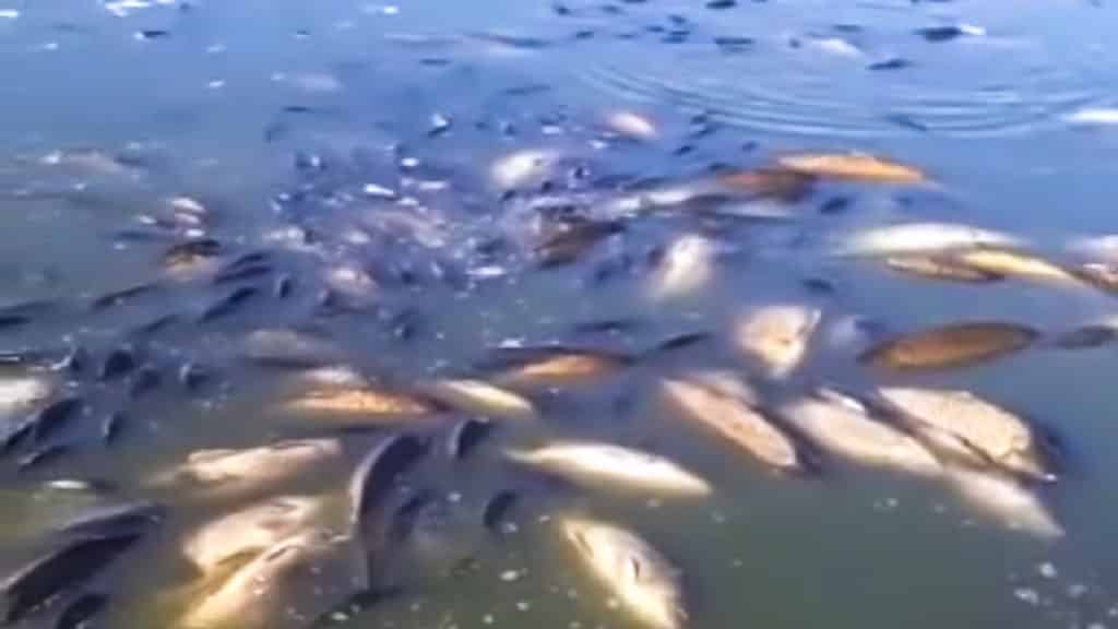 https://revistajaraysedal.es/wp-content/uploads/2021/08/pesca-galicia-puerto.jpg