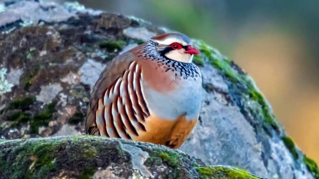 https://revistajaraysedal.es/wp-content/uploads/2021/08/pesca-galicia-puerto.jpg