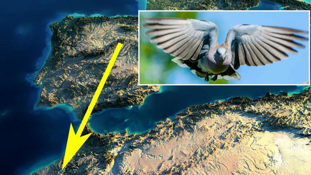 https://revistajaraysedal.es/wp-content/uploads/2021/08/pesca-galicia-puerto.jpg