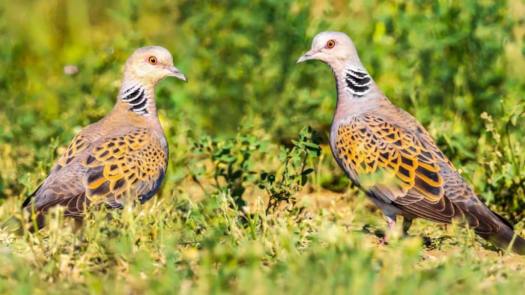 Pareja de tórtolas.