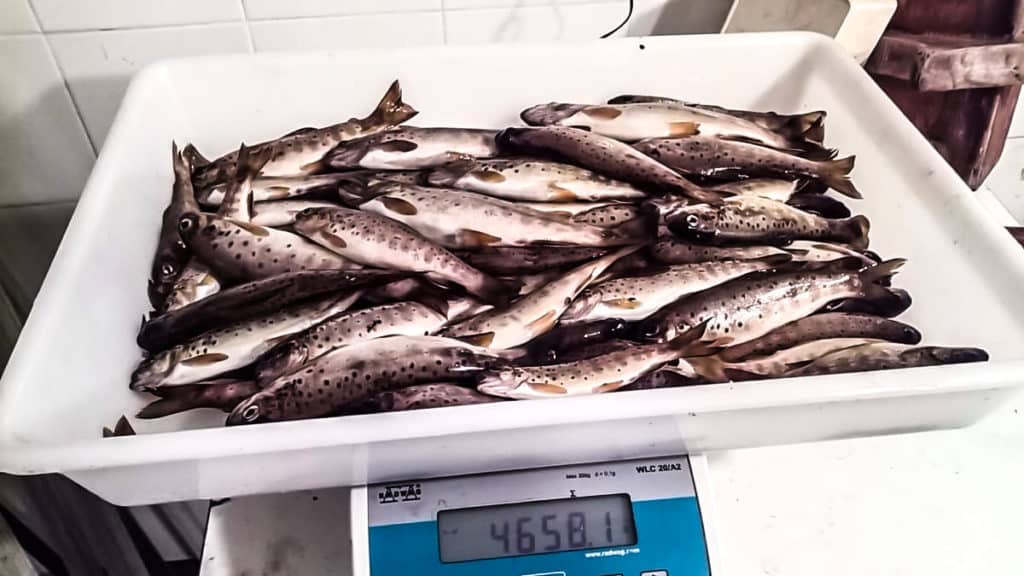 https://revistajaraysedal.es/wp-content/uploads/2021/08/pesca-galicia-puerto.jpg