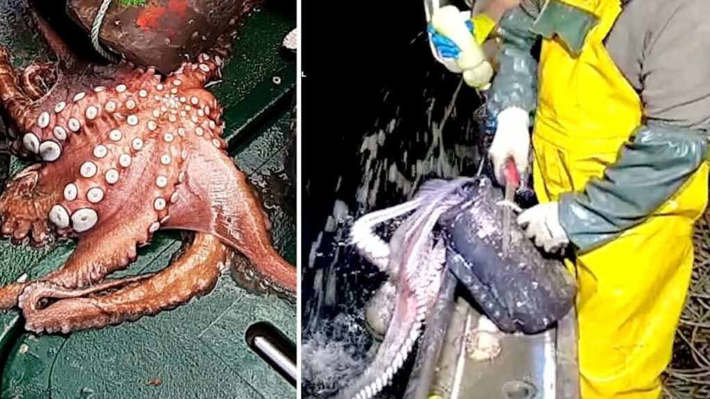 https://revistajaraysedal.es/wp-content/uploads/2021/08/pesca-galicia-puerto.jpg
