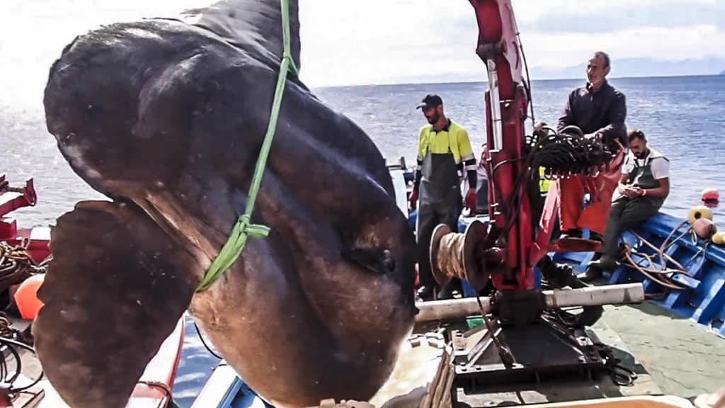 https://revistajaraysedal.es/wp-content/uploads/2021/08/pesca-galicia-puerto.jpg