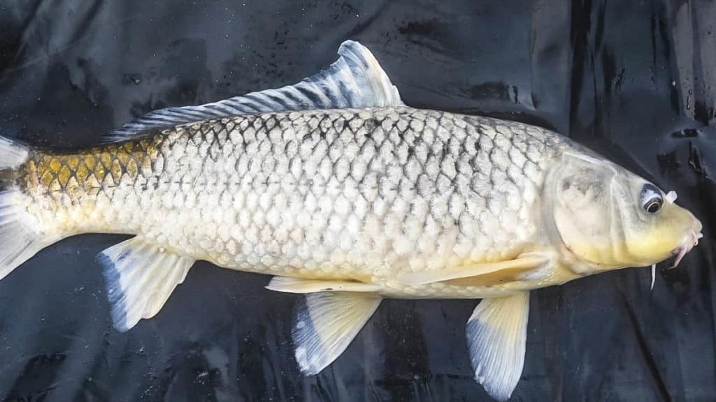 https://revistajaraysedal.es/wp-content/uploads/2021/08/pesca-galicia-puerto.jpg