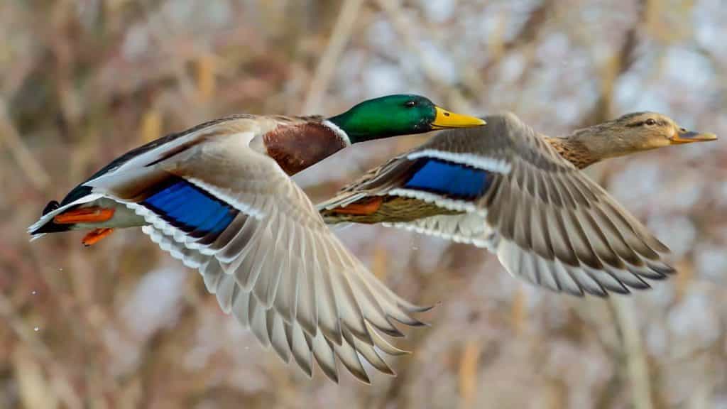 https://revistajaraysedal.es/wp-content/uploads/2021/08/pesca-galicia-puerto.jpg