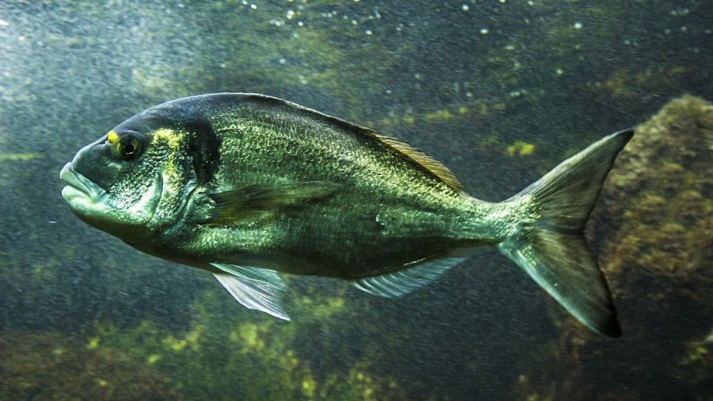 https://revistajaraysedal.es/wp-content/uploads/2021/08/pesca-galicia-puerto.jpg