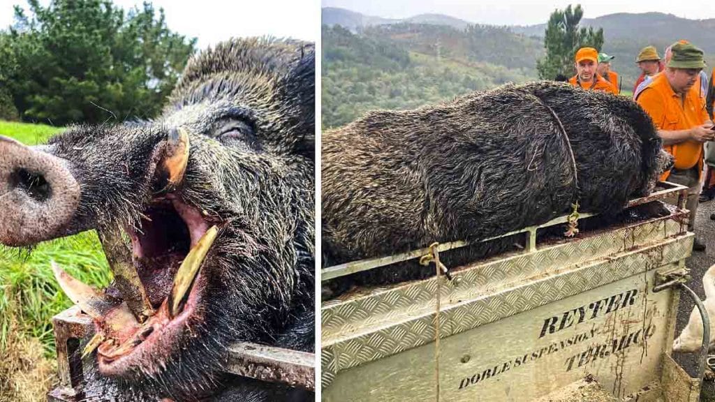 https://revistajaraysedal.es/wp-content/uploads/2021/08/pesca-galicia-puerto.jpg