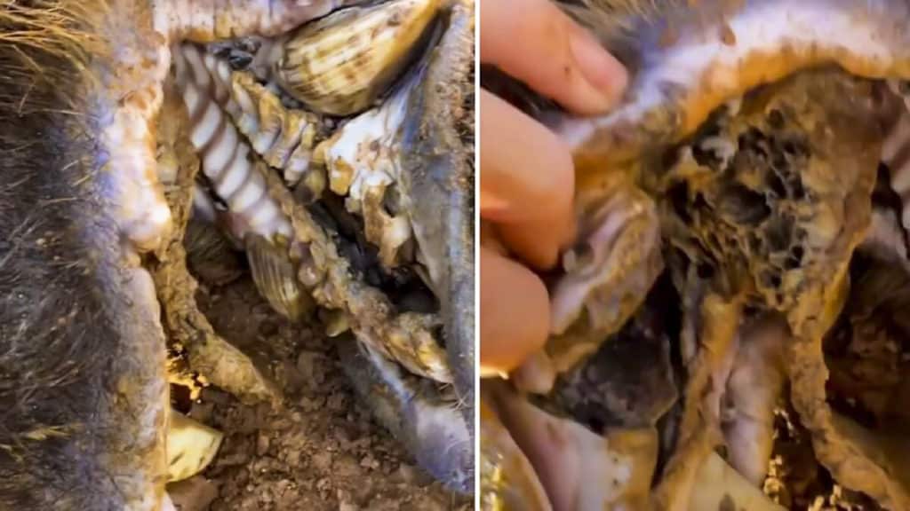 https://revistajaraysedal.es/wp-content/uploads/2021/08/pesca-galicia-puerto.jpg