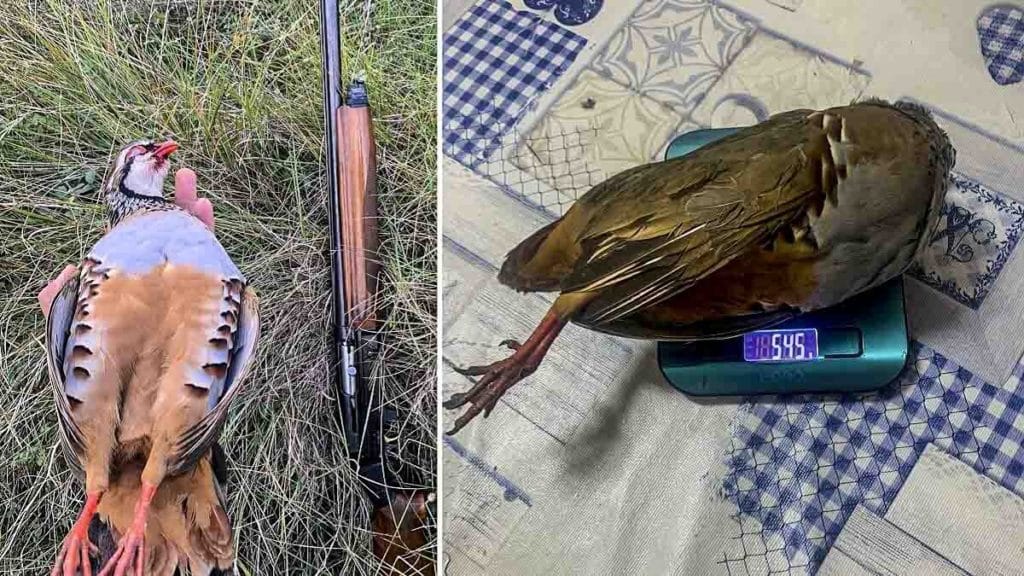 https://revistajaraysedal.es/wp-content/uploads/2021/08/pesca-galicia-puerto.jpg