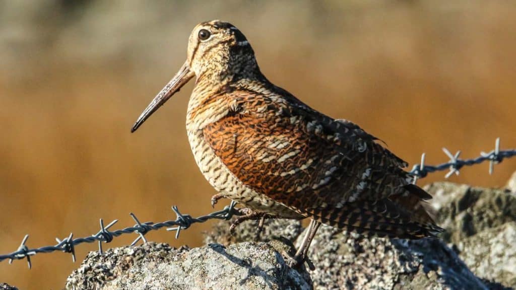 https://revistajaraysedal.es/wp-content/uploads/2021/08/pesca-galicia-puerto.jpg