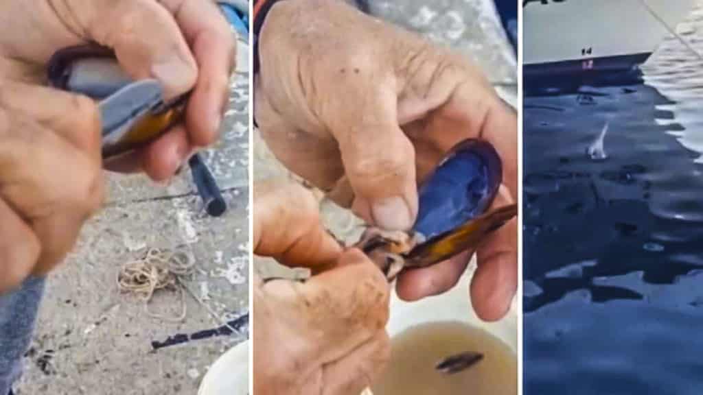 https://revistajaraysedal.es/wp-content/uploads/2021/08/pesca-galicia-puerto.jpg