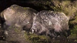Dos grandes jabalíes en celo se enfrentan sin importarles que los graben