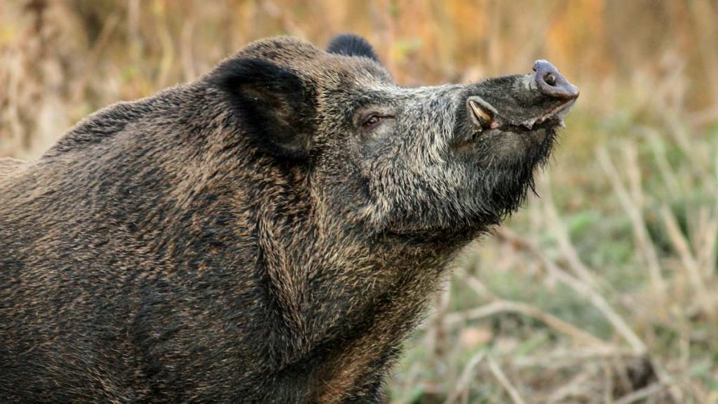 https://revistajaraysedal.es/wp-content/uploads/2021/08/pesca-galicia-puerto.jpg