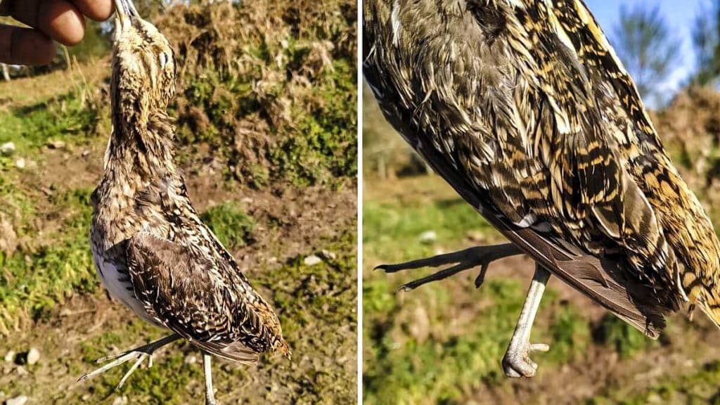 https://revistajaraysedal.es/wp-content/uploads/2021/08/pesca-galicia-puerto.jpg