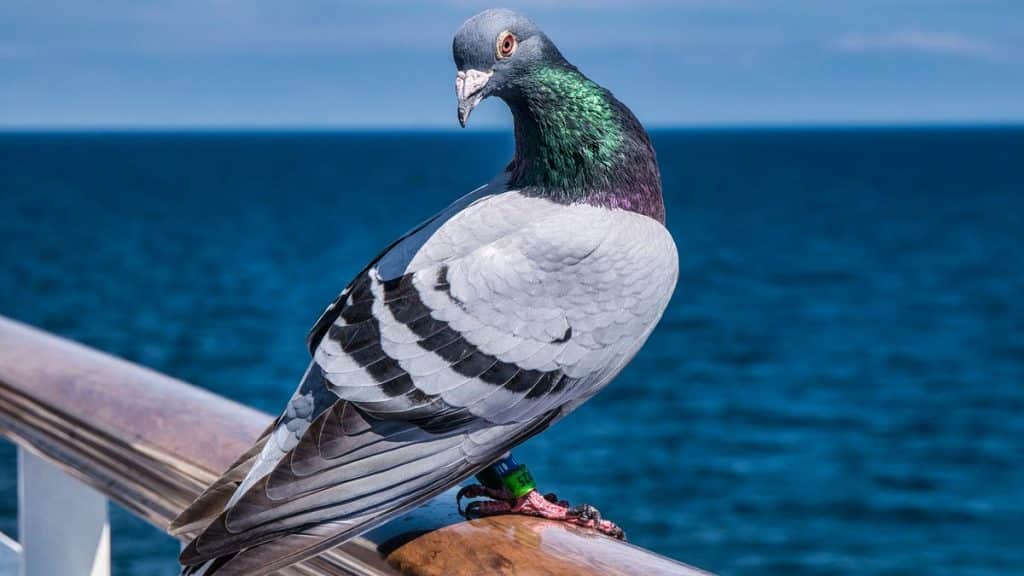 https://revistajaraysedal.es/wp-content/uploads/2021/08/pesca-galicia-puerto.jpg