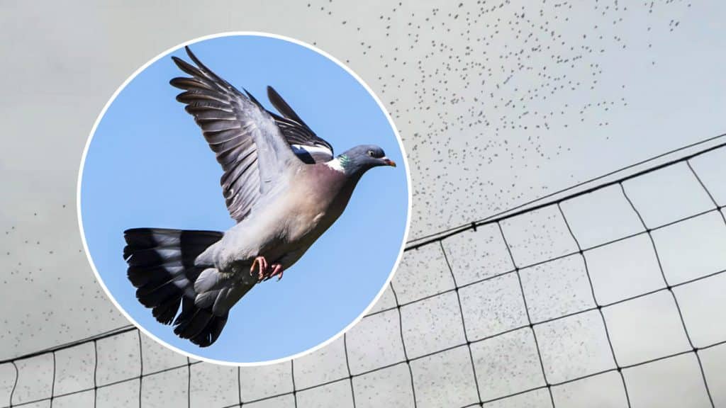 https://revistajaraysedal.es/wp-content/uploads/2021/08/pesca-galicia-puerto.jpg