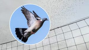 https://revistajaraysedal.es/wp-content/uploads/2021/08/pesca-galicia-puerto.jpg