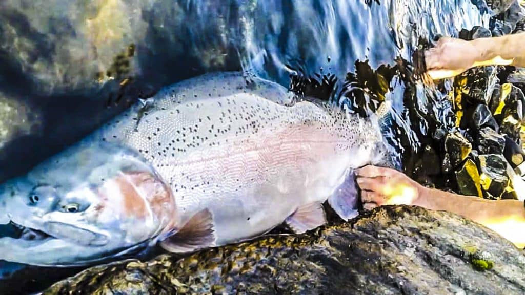 https://revistajaraysedal.es/wp-content/uploads/2021/08/pesca-galicia-puerto.jpg