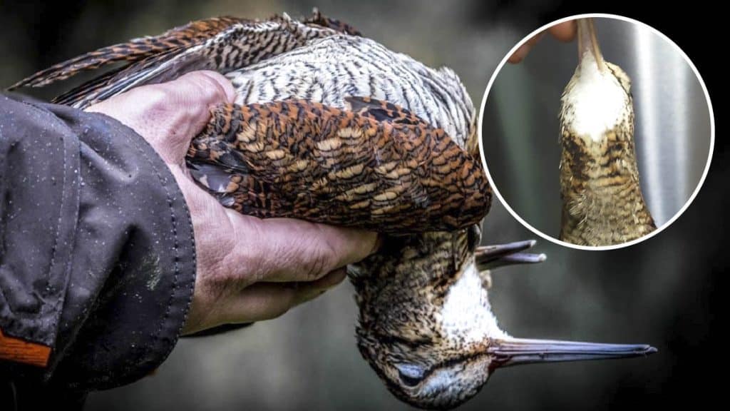 https://revistajaraysedal.es/wp-content/uploads/2021/08/pesca-galicia-puerto.jpg