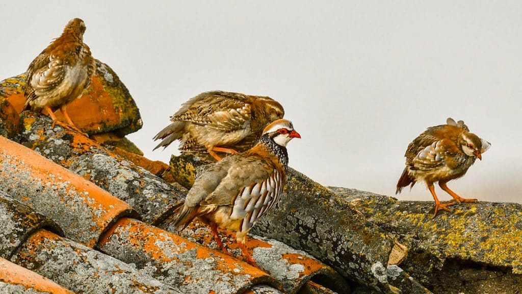 https://revistajaraysedal.es/wp-content/uploads/2021/08/pesca-galicia-puerto.jpg