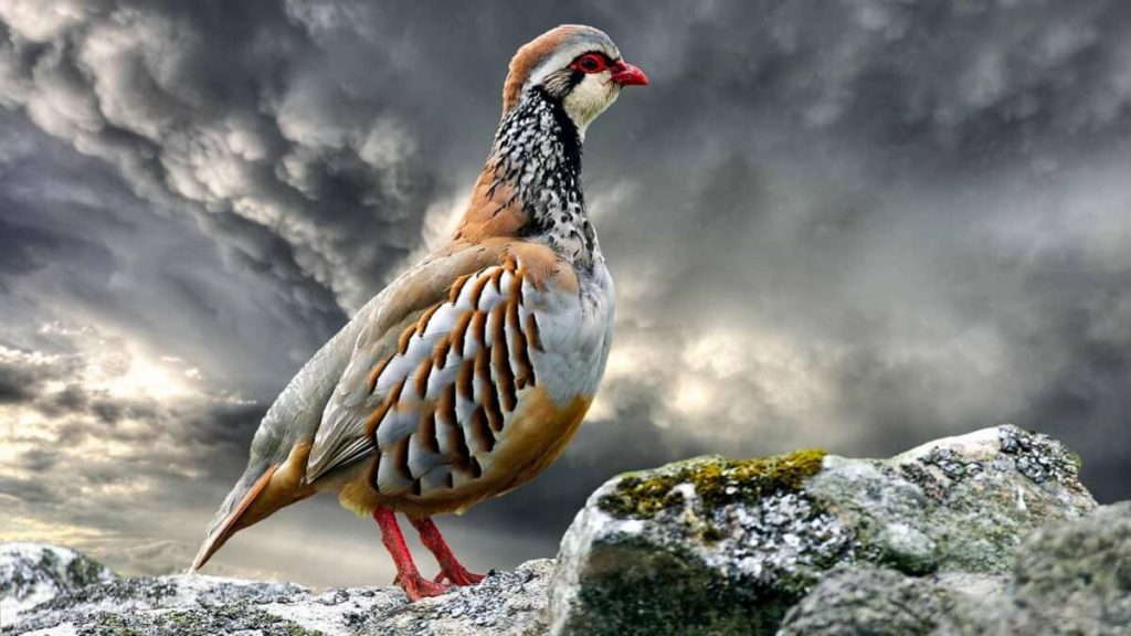 https://revistajaraysedal.es/wp-content/uploads/2021/08/pesca-galicia-puerto.jpg