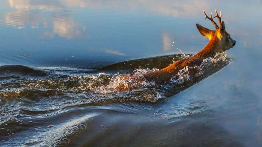 Un corzo en el agua.
