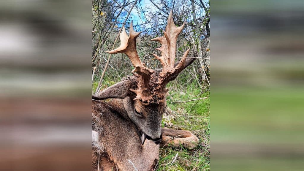 https://revistajaraysedal.es/wp-content/uploads/2021/08/pesca-galicia-puerto.jpg