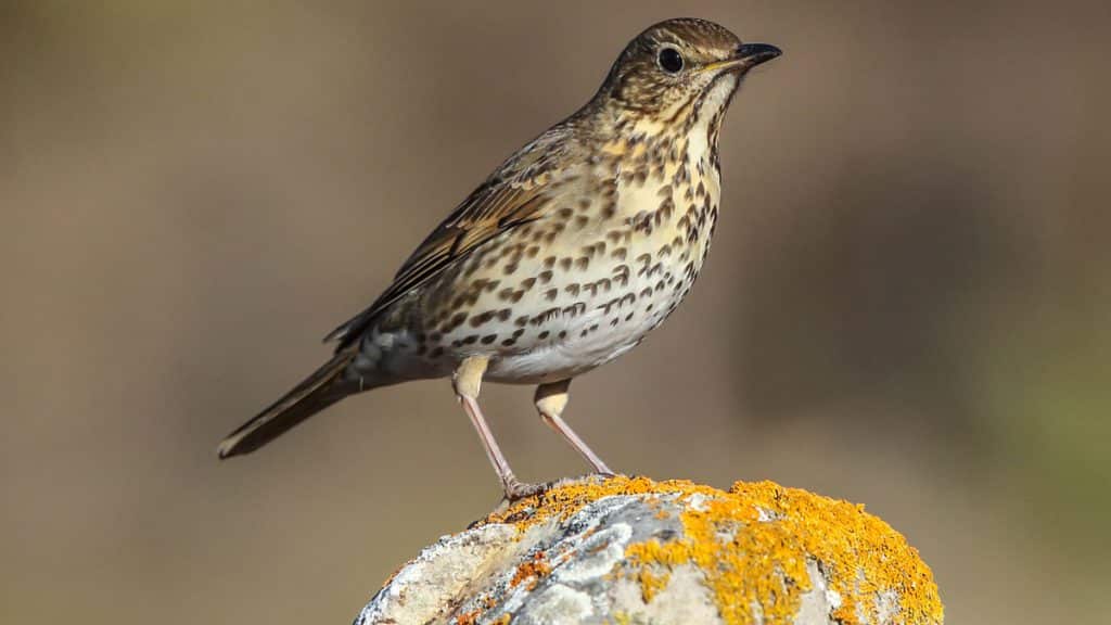 https://revistajaraysedal.es/wp-content/uploads/2021/08/pesca-galicia-puerto.jpg