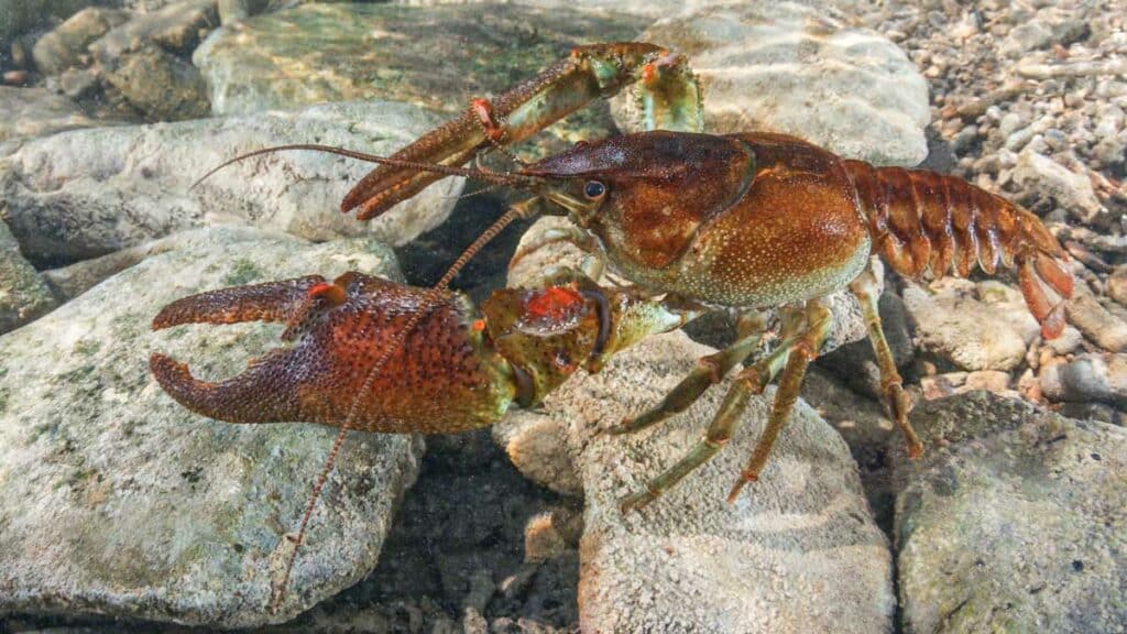 https://revistajaraysedal.es/wp-content/uploads/2021/08/pesca-galicia-puerto.jpg