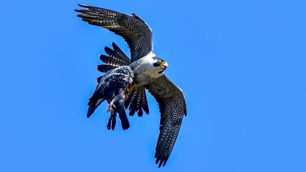 https://revistajaraysedal.es/wp-content/uploads/2021/08/pesca-galicia-puerto.jpg