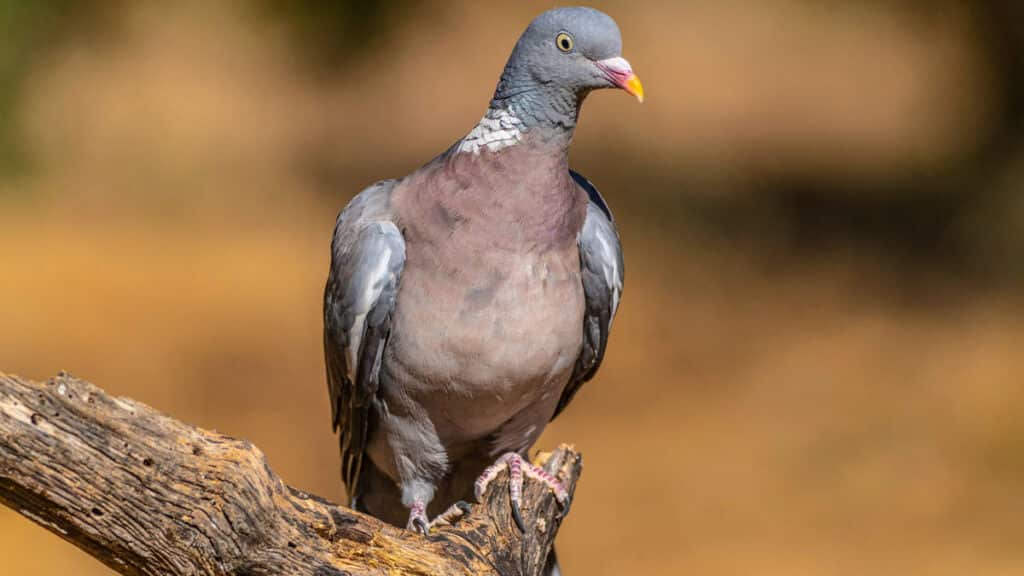 https://revistajaraysedal.es/wp-content/uploads/2021/08/pesca-galicia-puerto.jpg